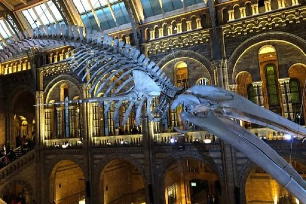 Natural History Museum
