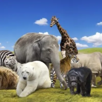 Favourite Animal