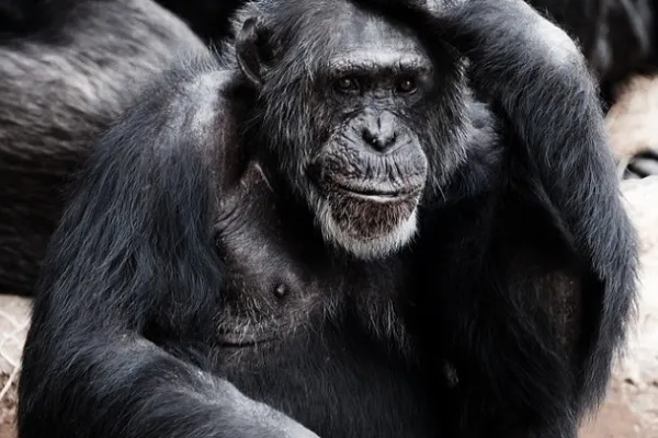 Ape