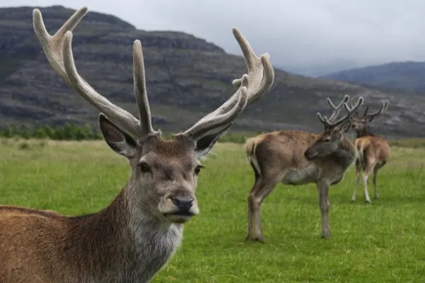 Deer