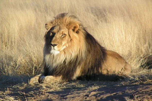 Lion