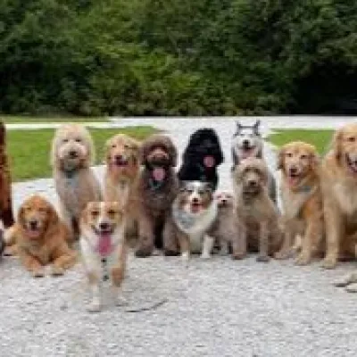 Most popular dog breed