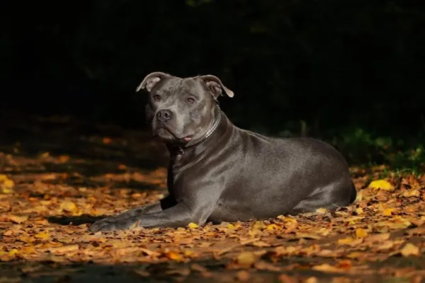 Staffordshire Bull Terrier