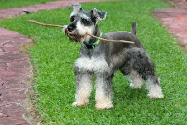 Miniature schnauzer