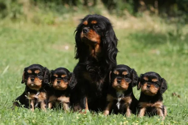 Cavalier King Charles Spaniel