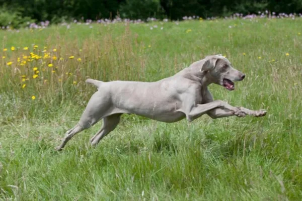 Weimaraner
